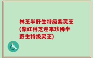 林芝半野生特级紫灵芝(紫红林芝迎来珍稀半野生特级灵芝)