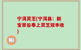 宁洱灵芝(宁洱县：新宝翠谷奉上灵芝双丰收)