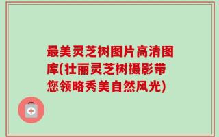 最美灵芝树图片高清图库(壮丽灵芝树摄影带您领略秀美自然风光)