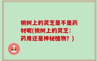 桃树上的灵芝是不是药材呢(桃树上的灵芝：药用还是神秘植物？)