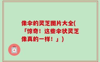 像伞的灵芝图片大全(「惊奇！这些伞状灵芝像真的一样！」)