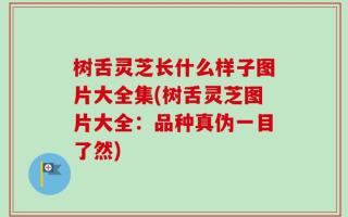 树舌灵芝长什么样子图片大全集(树舌灵芝图片大全：品种真伪一目了然)