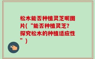 松木能否种植灵芝呢图片(“能否种植灵芝？探究松木的种植适应性”)