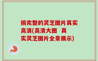 摘完整的灵芝图片真实高清(高清大图  真实灵芝图片全景展示)