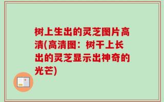 树上生出的灵芝图片高清(高清图：树干上长出的灵芝显示出神奇的光芒)