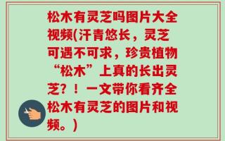 松木有灵芝吗图片大全视频(汗青悠长，灵芝可遇不可求，珍贵植物“松木”上真的长出灵芝？！一文带你看齐全松木有灵芝的图片和视频。)