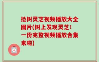 捡树灵芝视频播放大全图片(树上发现灵芝！一份完整视频播放合集来啦)