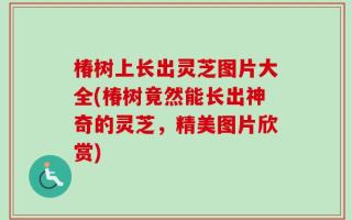 椿树上长出灵芝图片大全(椿树竟然能长出神奇的灵芝，精美图片欣赏)