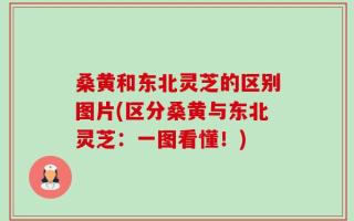 桑黄和东北灵芝的区别图片(区分桑黄与东北灵芝：一图看懂！)