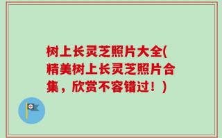 树上长灵芝照片大全(精美树上长灵芝照片合集，欣赏不容错过！)