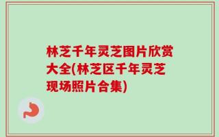 林芝千年灵芝图片欣赏大全(林芝区千年灵芝现场照片合集)