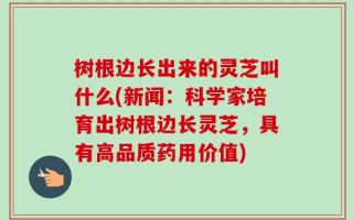 树根边长出来的灵芝叫什么(新闻：科学家培育出树根边长灵芝，具有高品质药用价值)