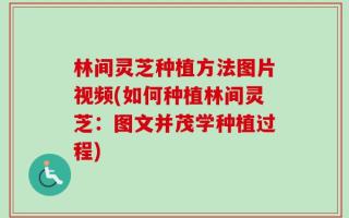 林间灵芝种植方法图片视频(如何种植林间灵芝：图文并茂学种植过程)