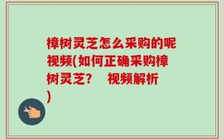樟树灵芝怎么采购的呢视频(如何正确采购樟树灵芝？  视频解析)