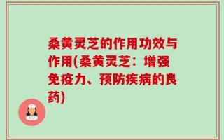 桑黄灵芝的作用功效与作用(桑黄灵芝：增强免疫力、预防疾病的良药)