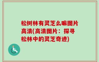 松树林有灵芝么嘛图片高清(高清图片：探寻松林中的灵芝奇迹)