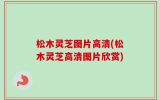 松木灵芝图片高清(松木灵芝高清图片欣赏)