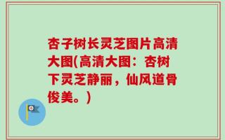 杏子树长灵芝图片高清大图(高清大图：杏树下灵芝静丽，仙风道骨俊美。)