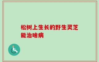松树上生长的野生灵芝能治啥病