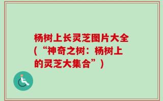 杨树上长灵芝图片大全(“神奇之树：杨树上的灵芝大集合”)