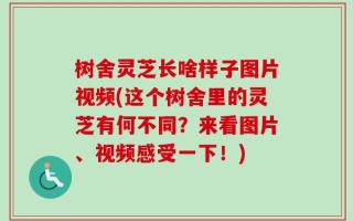 树舍灵芝长啥样子图片视频(这个树舍里的灵芝有何不同？来看图片、视频感受一下！)