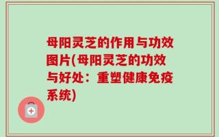 母阳灵芝的作用与功效图片(母阳灵芝的功效与好处：重塑健康免疫系统)