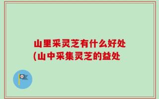 山里采灵芝有什么好处(山中采集灵芝的益处