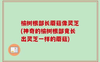榆树根部长蘑菇像灵芝(神奇的榆树根部竟长出灵芝一样的蘑菇)