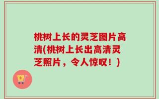 桃树上长的灵芝图片高清(桃树上长出高清灵芝照片，令人惊叹！)