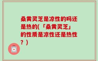 桑黄灵芝是凉性的吗还是热的(「桑黄灵芝」的性质是凉性还是热性？)
