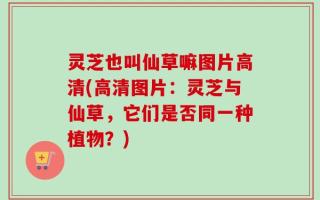 灵芝也叫仙草嘛图片高清(高清图片：灵芝与仙草，它们是否同一种植物？)