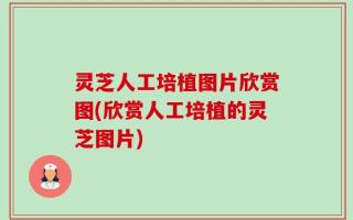 灵芝人工培植图片欣赏图(欣赏人工培植的灵芝图片)