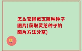怎么获得灵芝菌种种子图片(获取灵芝种子的图片方法分享)
