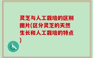 灵芝与人工栽培的区别图片(区分灵芝的天然生长和人工栽培的特点)