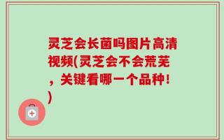 灵芝会长菌吗图片高清视频(灵芝会不会荒芜，关键看哪一个品种！)