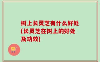 树上长灵芝有什么好处(长灵芝在树上的好处及功效)
