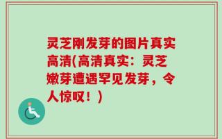灵芝刚发芽的图片真实高清(高清真实：灵芝嫩芽遭遇罕见发芽，令人惊叹！)