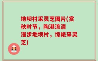 地坝村采灵芝图片(赏秋时节，陶港流清  漫步地坝村，惊艳采灵芝)