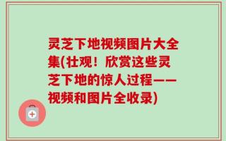 灵芝下地视频图片大全集(壮观！欣赏这些灵芝下地的惊人过程——视频和图片全收录)