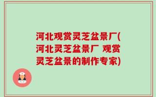 河北观赏灵芝盆景厂(河北灵芝盆景厂 观赏灵芝盆景的制作专家)