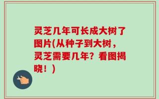 灵芝几年可长成大树了图片(从种子到大树，灵芝需要几年？看图揭晓！)