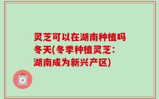 灵芝可以在湖南种植吗冬天(冬季种植灵芝：湖南成为新兴产区)