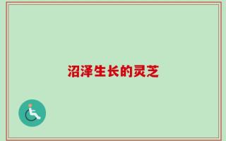沼泽生长的灵芝
