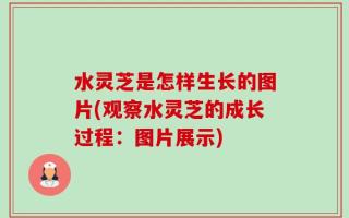 水灵芝是怎样生长的图片(观察水灵芝的成长过程：图片展示)