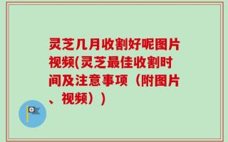 灵芝几月收割好呢图片视频(灵芝最佳收割时间及注意事项（附图片、视频）)