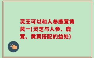 灵芝可以和人参鹿茸黄苠一(灵芝与人参、鹿茸、黄苠搭配的益处)