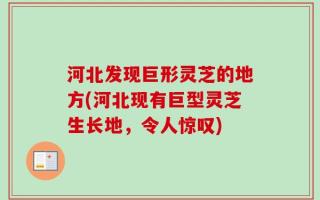 河北发现巨形灵芝的地方(河北现有巨型灵芝生长地，令人惊叹)