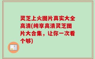 灵芝上火图片真实大全高清(纯享高清灵芝图片大合集，让你一次看个够)