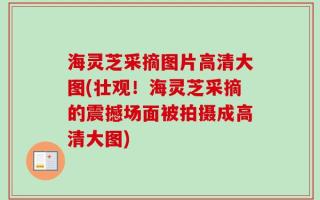 海灵芝采摘图片高清大图(壮观！海灵芝采摘的震撼场面被拍摄成高清大图)