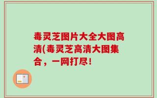 毒灵芝图片大全大图高清(毒灵芝高清大图集合，一网打尽！